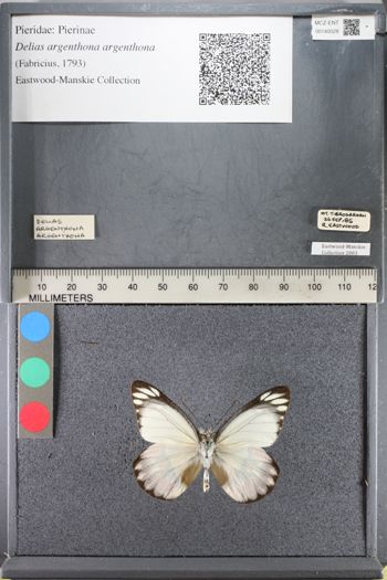 Media type: image;   Entomology 140028